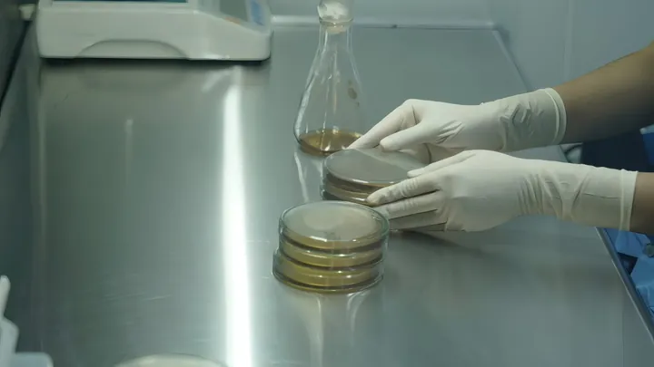 Petri dishes in the microbiology laboratory