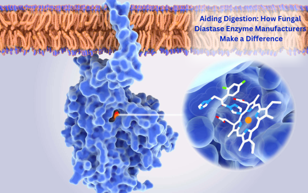 Aiding Digestion How Fungal Diastase Enzyme Manufacturers Make a Difference