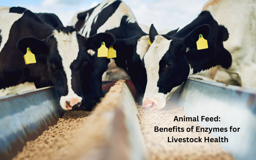 Animal Feed Benefits of Enzymes for Livestock Health