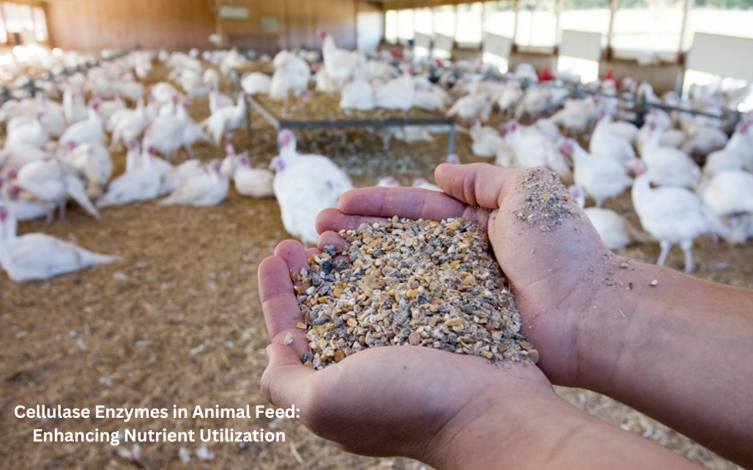 Cellulase Enzymes in Animal Feed Enhancing Nutrient Utilization