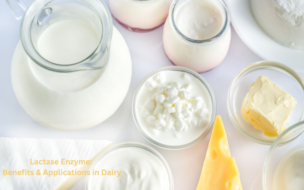Lactase Enzyme Benefits & Applications in Dairy