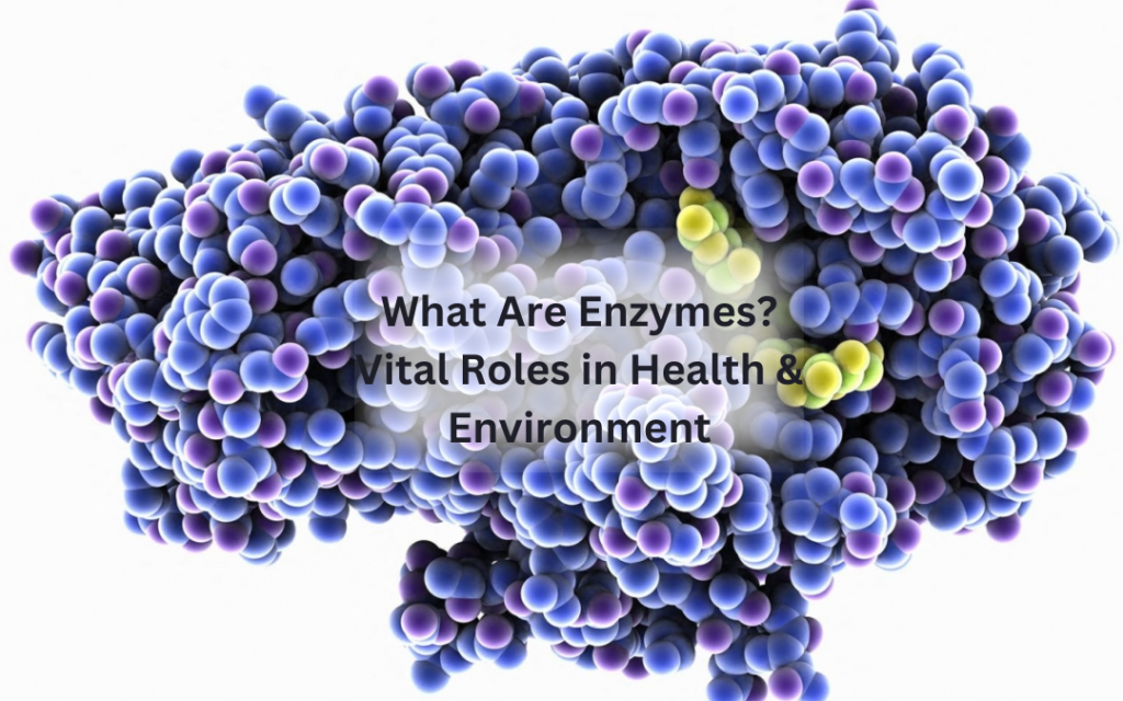 What Are Enzymes Vital Roles in Health & Environment