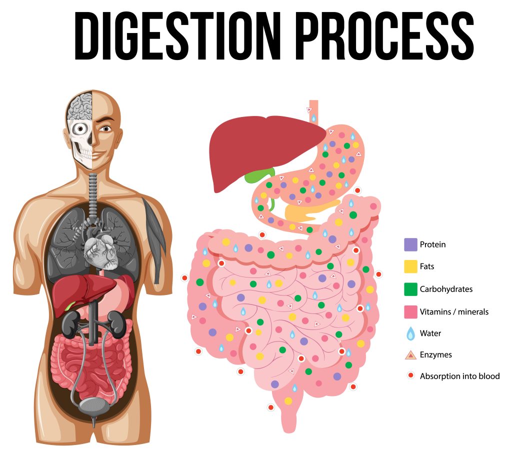 Trusted Voice in Digestive Health