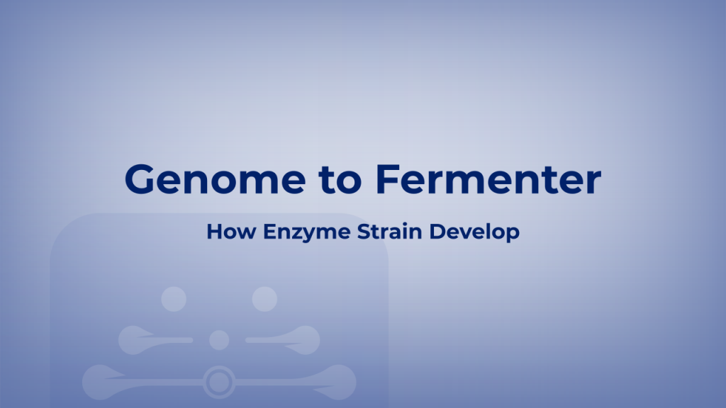 From Genome to Fermenter: How Enzyme Strain Development Shapes Yield