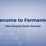 From Genome to Fermenter: How Enzyme Strain Development Shapes Yield
