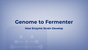 From Genome to Fermenter: How Enzyme Strain Development Shapes Yield